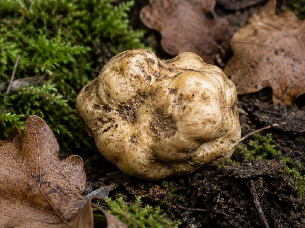 Tartufo: Tartufo Bianco Pregiato (Tuber magnatum Pico)