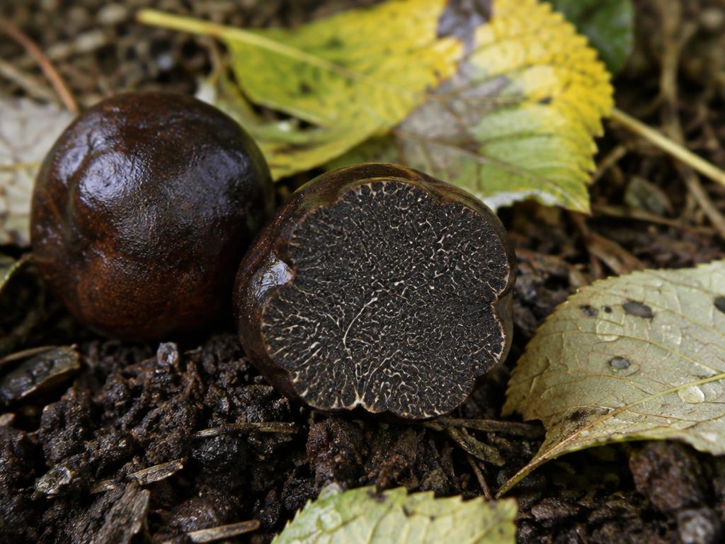 Tartufo: Tartufo Nero Liscio (Tuber macrosporum Vitt.)